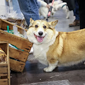 Quattrozampeinfiera: oggi e domani prende il via a Napoli il grande evento dedicato al mondo pet
