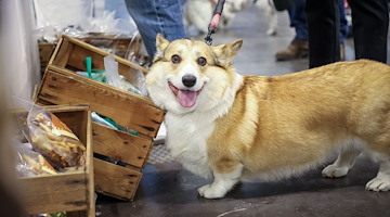 Quattrozampeinfiera: oggi e domani prende il via a Napoli il grande evento dedicato al mondo pet