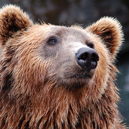 Abruzzo, tra orso bruno e uomo la convivenza è possibile