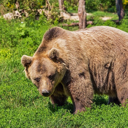 Abruzzo, tra orso bruno e uomo la convivenza è possibile