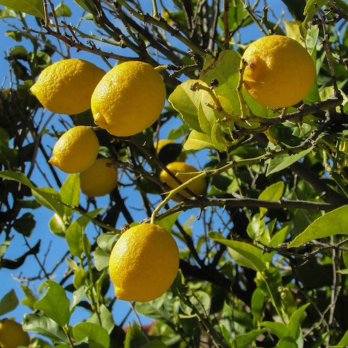 Albero di limoni<br />&copy; Foto di Dimitris Vetsikas da Pixabay