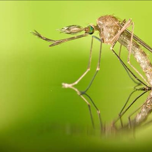 Allerta zanzare: due casi di Febbre del Nilo in Emilia Romagna, uno in provincia di Oristano