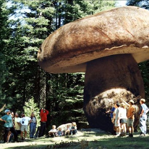 Avellino: ritrovato un fungo gigante a Montevergine ma è soltanto una bufala