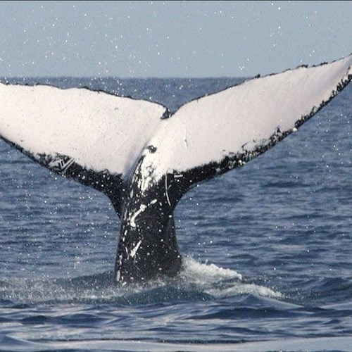 Balene avvistate nelle acque di Maratea / VIDEO