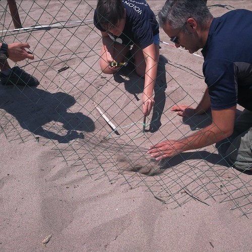 Campania. Si apriranno ai primi di agosto le 75 uova di tartaruga deposte nella Riserva Regionale Foce Sele