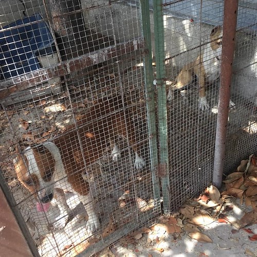 Cani in gabbia senza cibo e acqua, uno era morto ed ancora legato alla catena: la scoperta a Bellizzi 
