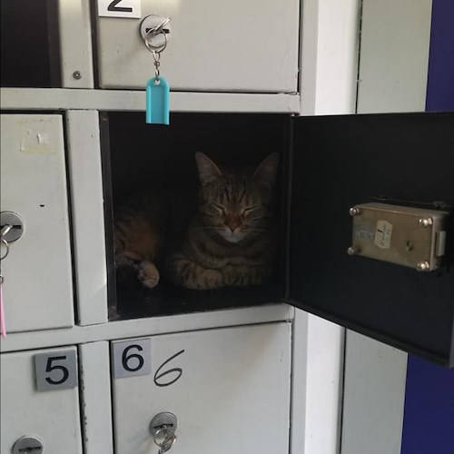 Cassetta di sicurezza utilizzata come casa: dalla Costiera Amalfitana la storia di una gatta "adottata" dai dipendenti di una banca