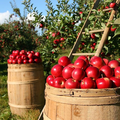 Coldiretti, un italiano su tre sogna figlio agricoltore