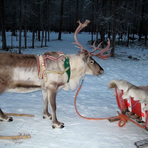 Festività 2017: Renna abbandonata in autostrada. Babbo Natale nei guai. #Nullanews