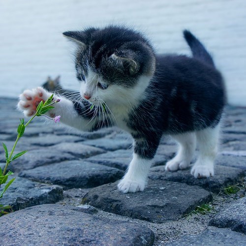 Giornata del gatto, Napoli è capoluogo con maggior numero di registrazioni all'anagrafe