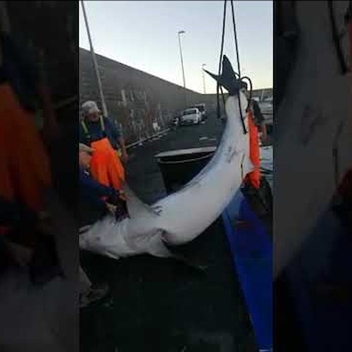 Grande squalo Mako catturato al largo di Catania - VIDEO