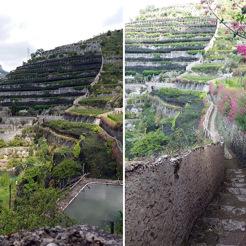 I terrazzamenti della Costiera Amalfitana: un'eredità in pericolo