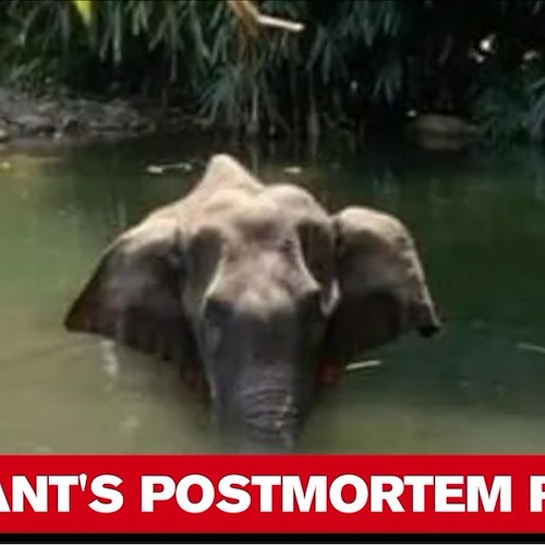 Immagini strazianti dall'India, elefantessa (e cucciolo) uccisi con petardi nascosti in un ananas