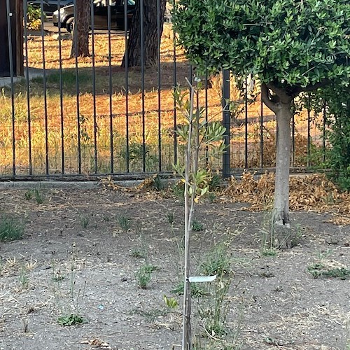 L'Olivo Bianco Calabrese in Italia: un tesoro da preservare