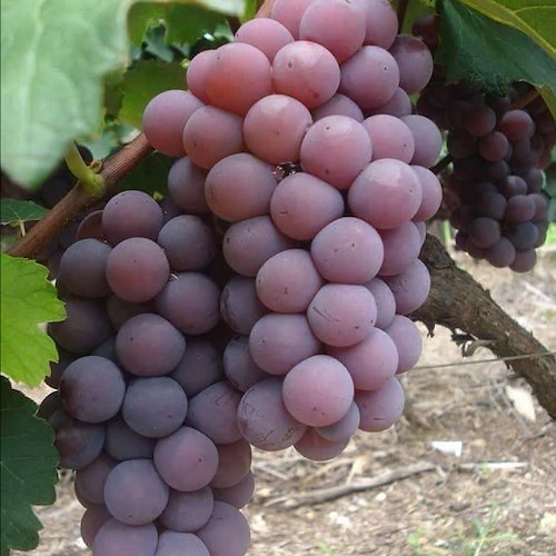 L'uva possiede innumerevoli qualità, tra le sue virtù è un toccasana per insonnia e nervosismo