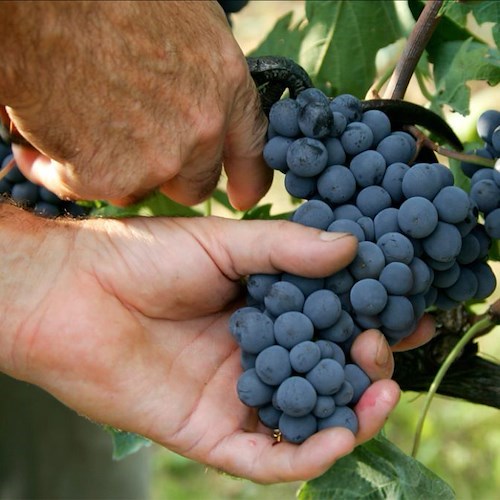 La vendemmia per tutti: Cantine Aperte svela il “vigneto Toscana”