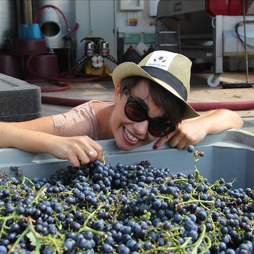 La vendemmia per tutti: Cantine Aperte svela il “vigneto Toscana”