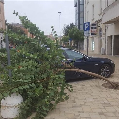 Lecce: alberi cadono sulla strada, a rischio pedoni e automobilisti