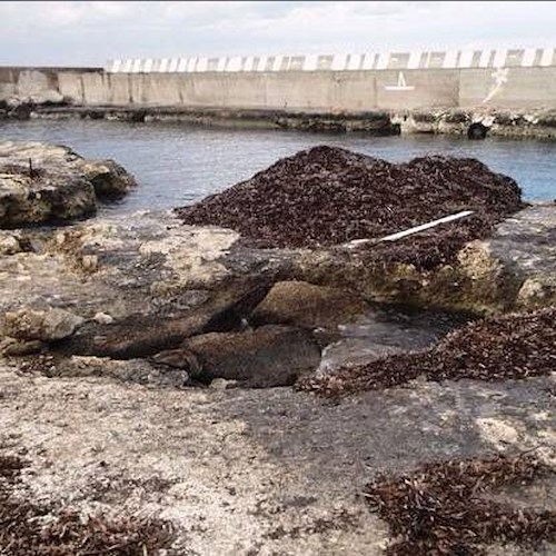 Lecce: Darsena di San Cataldo in stato di degrado, necessario l'intervento dell'amminisrazione