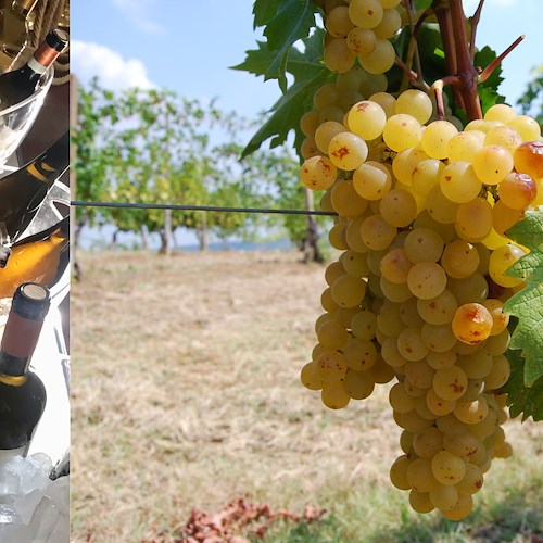 Malvasia e… la rassegna enogastronomica dedicata a uno dei vitigni d’eccellenza dell’Emilia