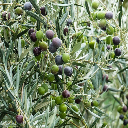 Mestre, nasce il "Giardino della Vita" per pensare al senso dell'esistenza