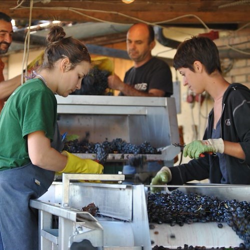 Montepulciano, vendemmia 2015: per il grande rosso vincono le quote "rosa"