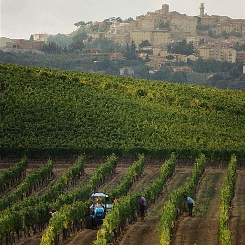 Montepulciano, vendemmia 2015: per il grande rosso vincono le quote "rosa"