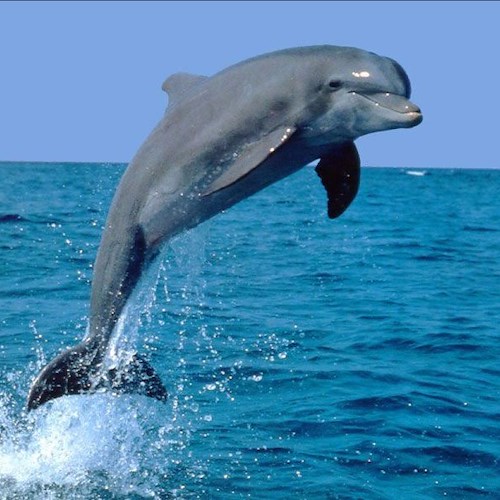 Nuovo avvistamento di delfini in Costiera Amalfitana / Video
