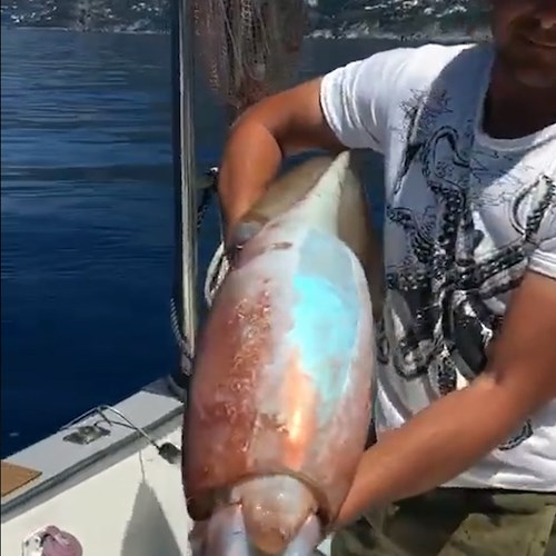 "Onore al Kraken" pescato nelle acque di Positano viene restituito al suo mare / Video