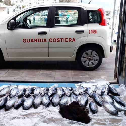 Pesca illegale, a Cetara la Guardia Costiera sequestra oltre 30 tonni rossi sotto misura