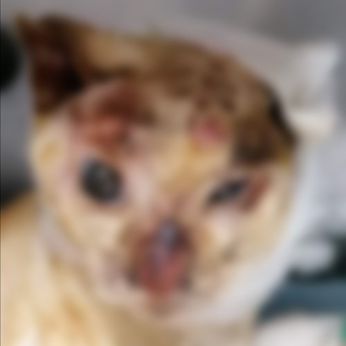 Provano a dargli fuoco ma il gatto si salva: la storia di "Strabichino" e la corsa alla solidarietà