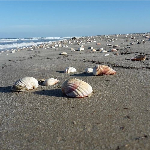 Sardegna: furti di sabbia e conchiglie sempre più frequenti, rilasciata la nuova disciplina regionale che punisce questa pratica