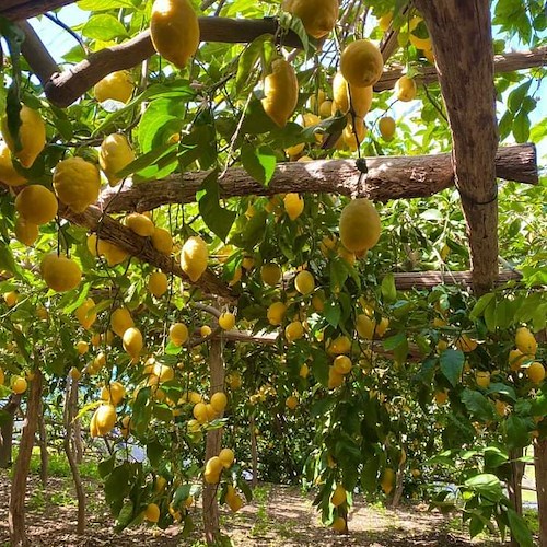 Sentiero dei Limoni, il borgo che rinasce e progetta il ritorno dei giovani grazie all'agricoltura d'accoglienza