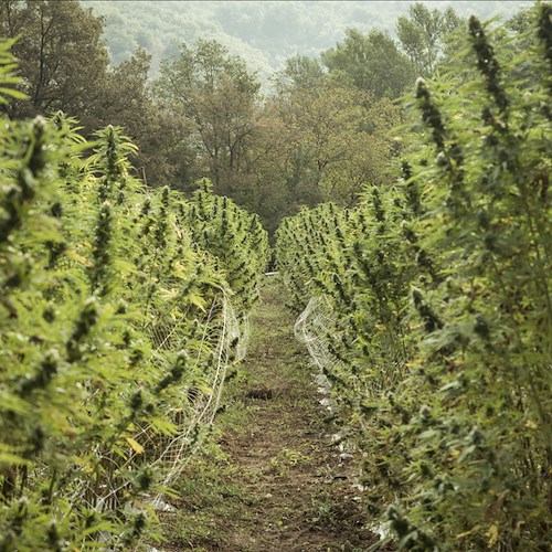 "Terre di Cannabis" di Gianluca Marcon al Clorofilla Film Festival di Grosseto