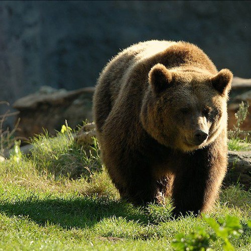 Trentino: uomo aggredito da un orso vivo per miracolo, scatta la caccia all’animale