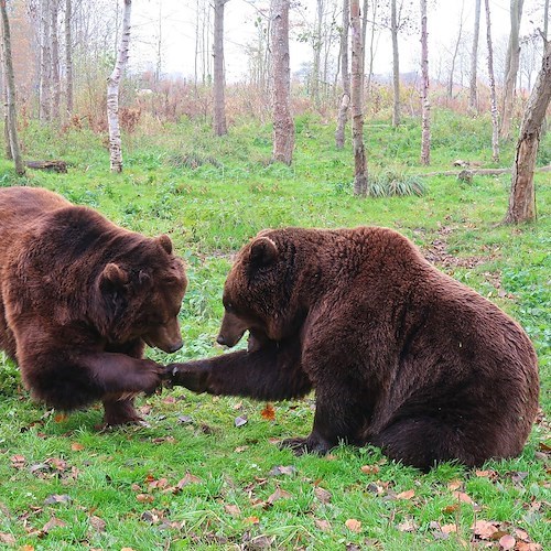 Trento, animalisti manifestano contro Fugatti