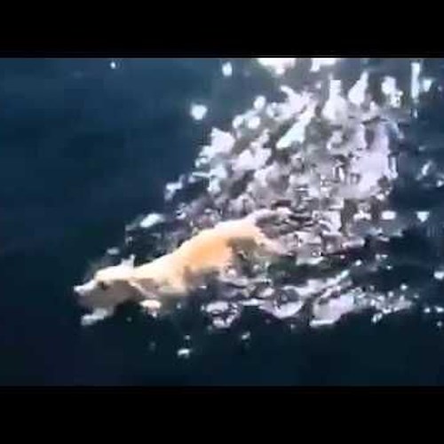 Un cucciolo salvato nel golfo di Napoli da alcuni velisti