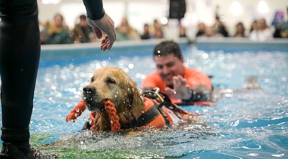 Quattrozampeinfiera Napoli 2025: un weekend imperdibile per cani, gatti e i loro umani